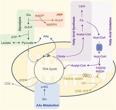 Metabolic Reprogramming of Immune Cells at the Maternal-Fetal Interface and the Development of Techniques for Immunometabolism